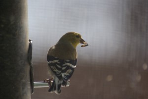 american-goldfinch-2-march-20091