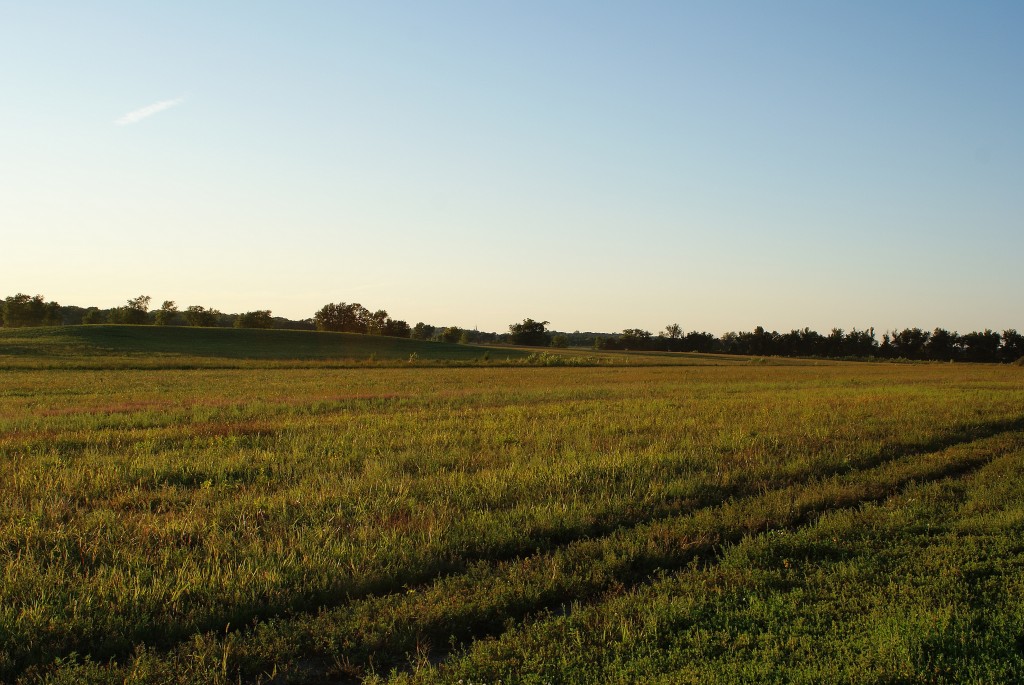 Coneflower Prairie near sunset, August 22.