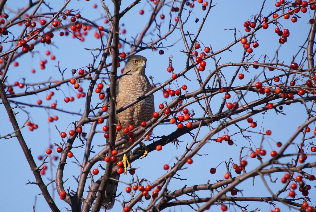Cooper's Hawk in crabapple tree south of Borgeson Cabin, 11/5/09.