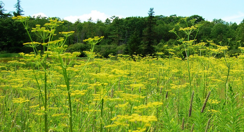 List of Invasive Minnesota Plant Species Continues to Grow Posted on